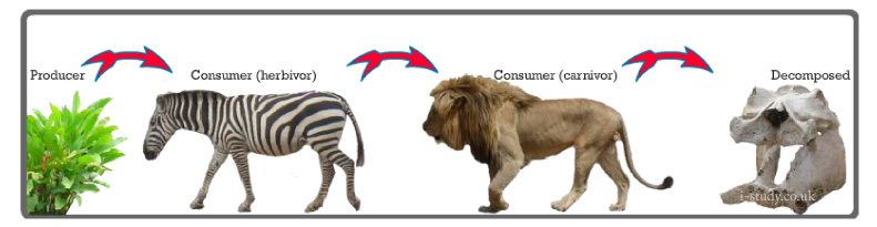 ecosystem producers, consumers & decomposers